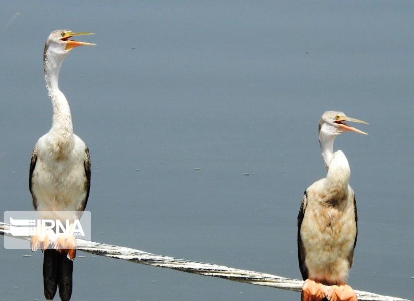 ثبت جوجه‌آوری پرنده باکلان مارگردن در خاورمیانه توسط محیط‌بان آبادانی