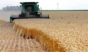 پیش بینی تولید ۱۲۸ میلیون تن محصول کشاورزی در سال ۹۹