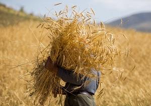 پیش بینی برداشت ۲۵۰ هزار تن گندم از مزارع بیجار