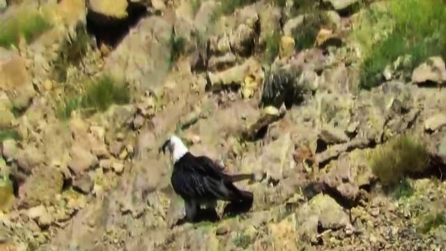 فیلمی کمتر دیده شده از غذا خوردن پرنده افسانه‌ای ایران