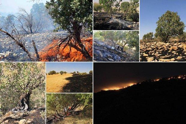 کابوس حریق برای جنگل‌های کردستان/سهل‌انگاری عامل اصلی آتش‌سوزی