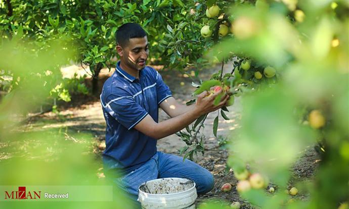 برداشت سیب در فلسطین