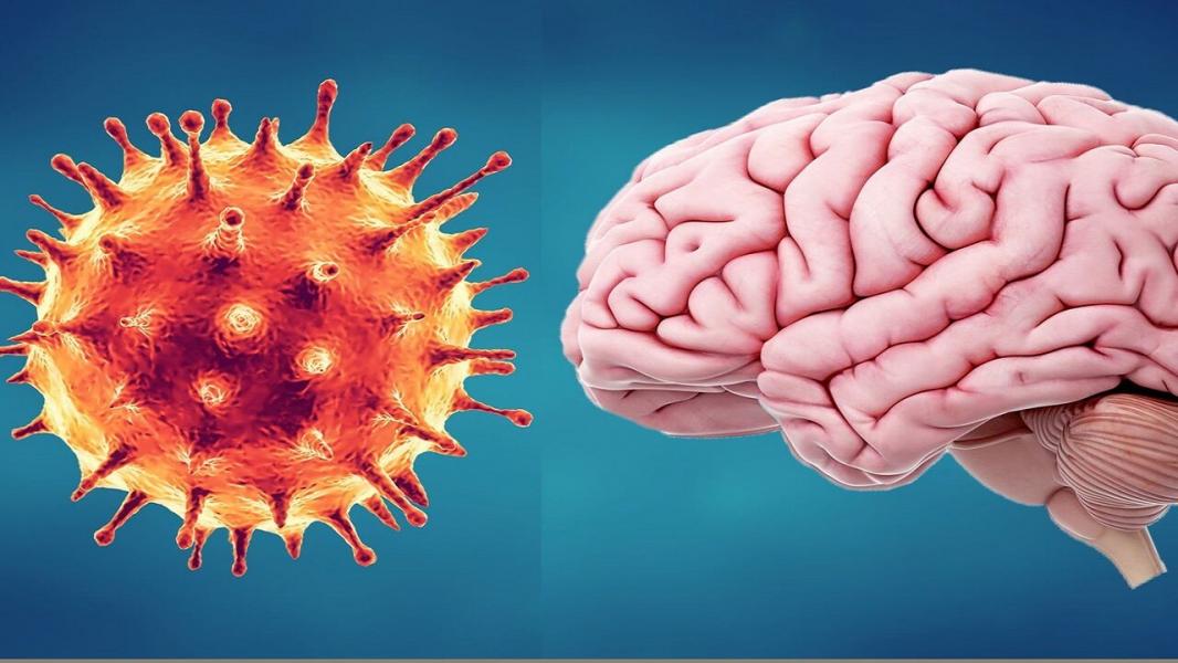 یافته‌های نگران کننده دانشمندان در مورد نفوذ احتمالی ویروس کرونا به مغز