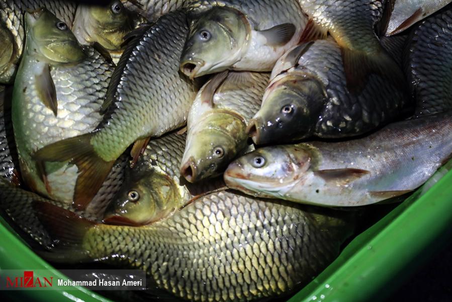 صدور دستورات لازم از سوی رییس کل دادگستری استان البرز برای رفع موانع تولید در یک مرکز پرورش ماهی