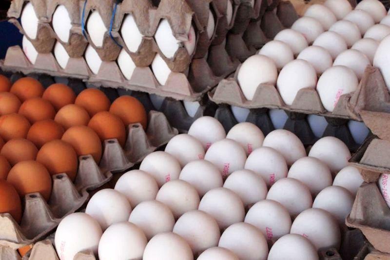قیمت هر شانه تخم مرغ ۱۱ هزار تومان بالاتر از نرخ مصوب