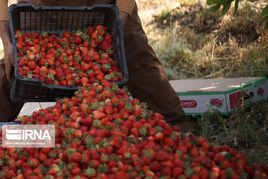 امکان تولید ۲.۷ میلیون تن محصول زراعی و باغی در کردستان فراهم است
