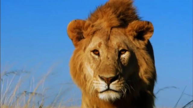 وقتی سلطان جنگل هم حریف یک مشت لاشخور نمی‌شود + فیلم