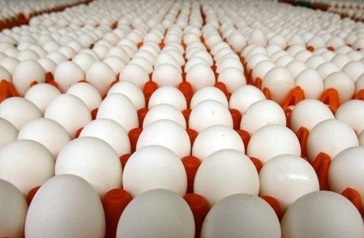 قیمت تخم مرغ در بازار از ادعا تا واقعیت