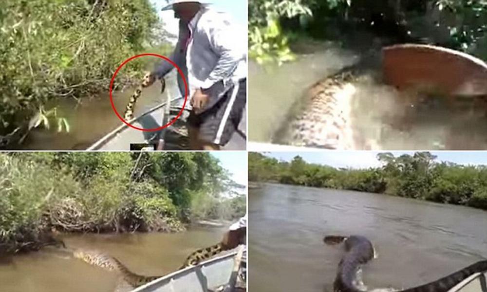 لحظه بیرون کشیدن آناکوندای غول پیکر از زیر آب!