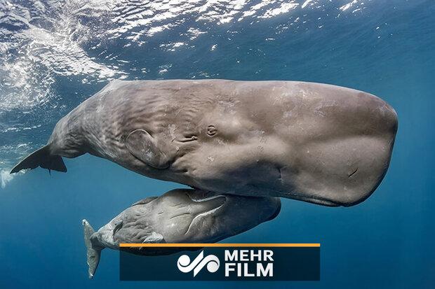 نجات نهنگ عنبر از تور ماهیگیری در سواحل ایتالیا