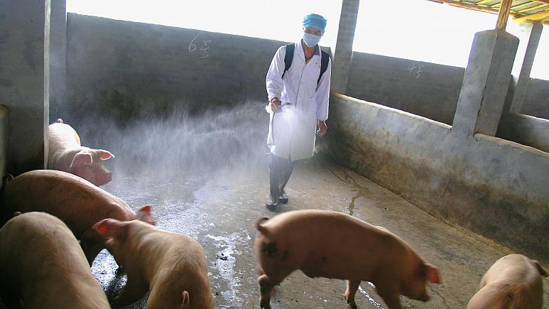احتمال همه‌گیری آنفولانزای جدید خوکی| چین: همه چیز تحت کنترل است