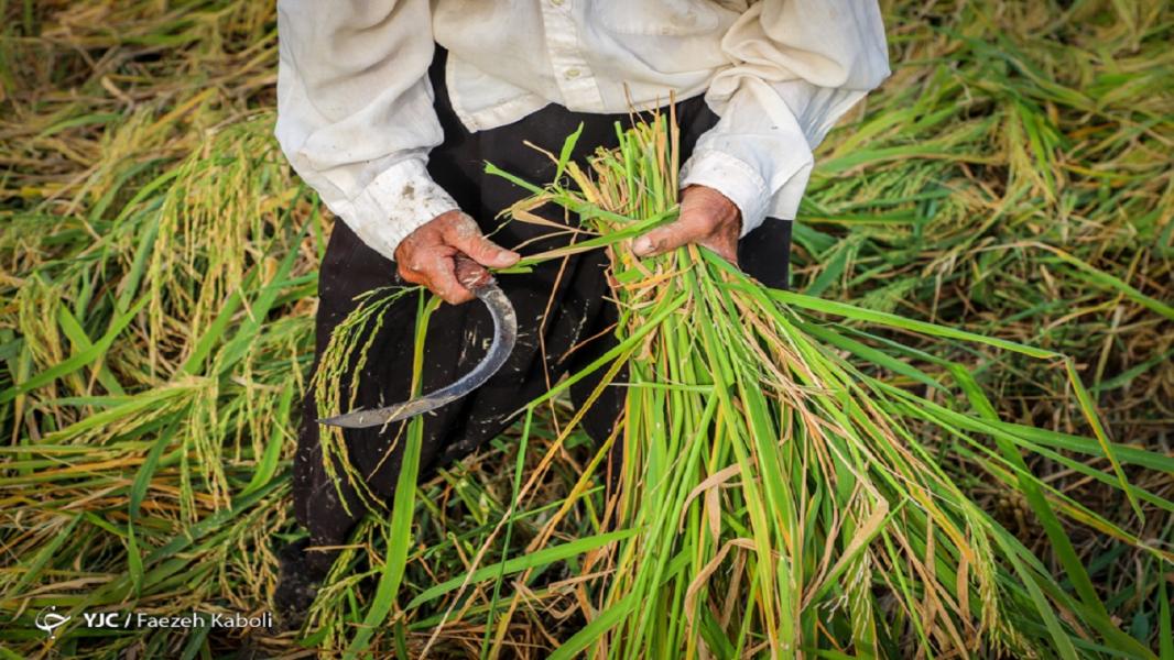 اندر احوالات بازار برنج در آستانه فصل برداشت؛ مقصر اصلی‌ گرانی کیست؟  (۴۴ نظر)
