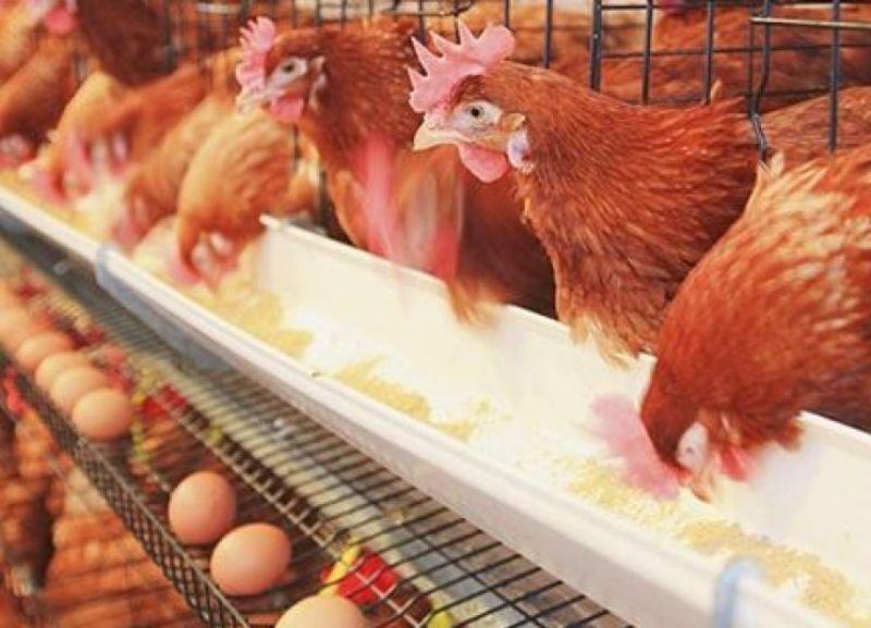 ۷۰ پرونده تخلف در عرصه مرغ و تخم‌مرغ در استان سمنان تشکیل شد