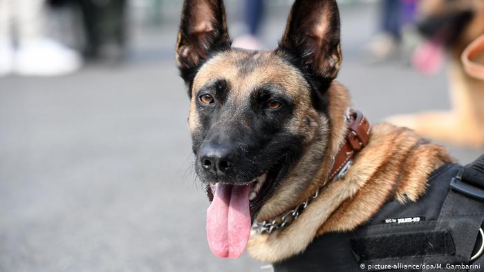 ارتش آلمان سگ‌ها را برای تشخیص کرونا آموزش می‌دهد
