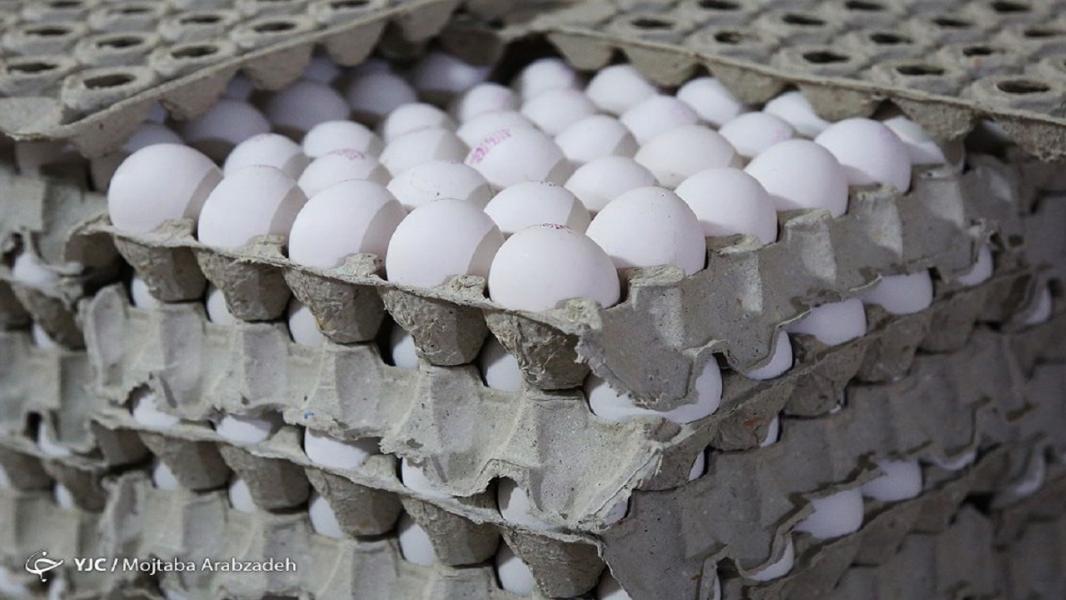 نحوه توزیع نهاده‌های مورد نیاز واحد‌های تولیدی مرغ تخم‌گذار تعیین شد