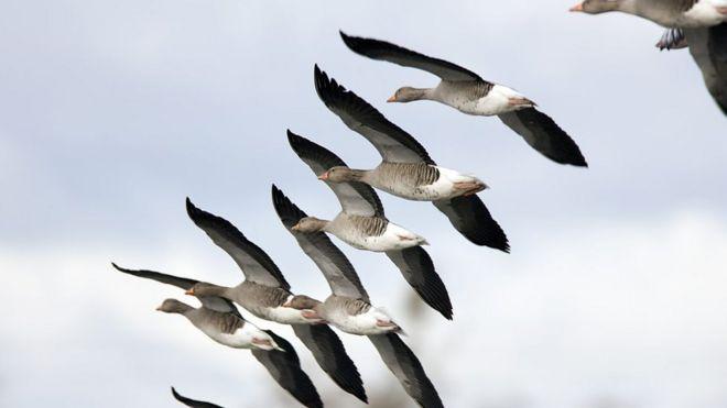 ۱۳ واقعیت شگفت‌انگیز دربارهٔ مهاجرت پرندگان