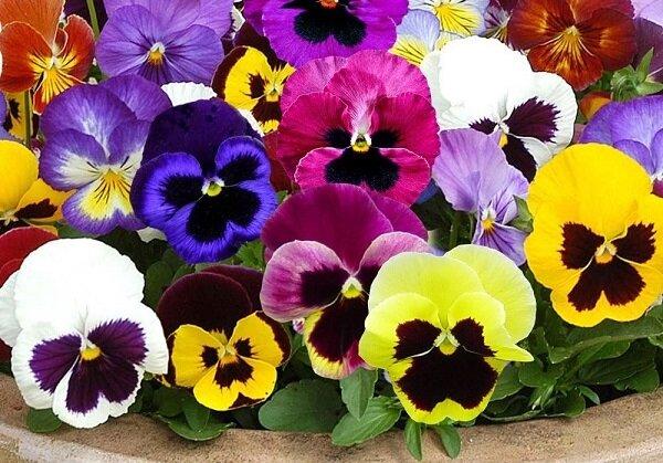 تأثیر بنفشه ایرانی روی درمان یک نوع سرطان