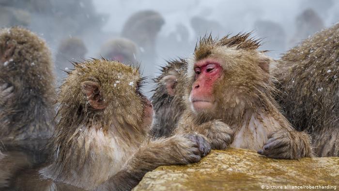  الگوهای فکری میمون ها و انسان ها و شباهت نزدیک آنها به یکدیگر