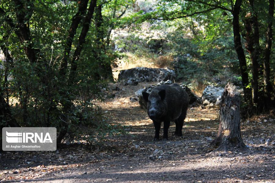 تلفات حیوانات در پارک ملی گلستان ۴۰ درصد کاهش یافت