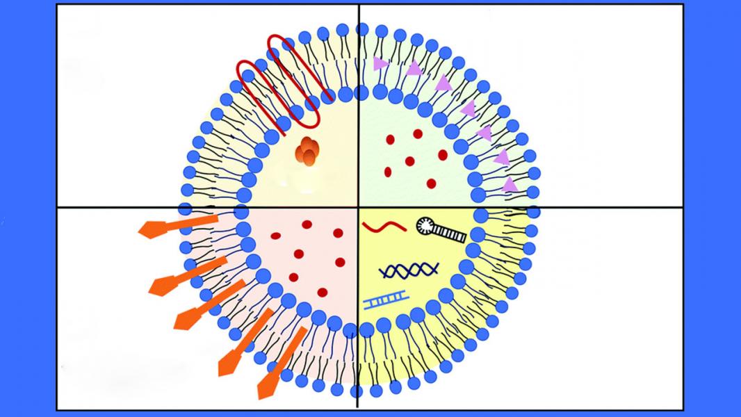 روش تولید تجاری و ارزان قیمت اگزوزم‌های مصنوعی ارائه شد