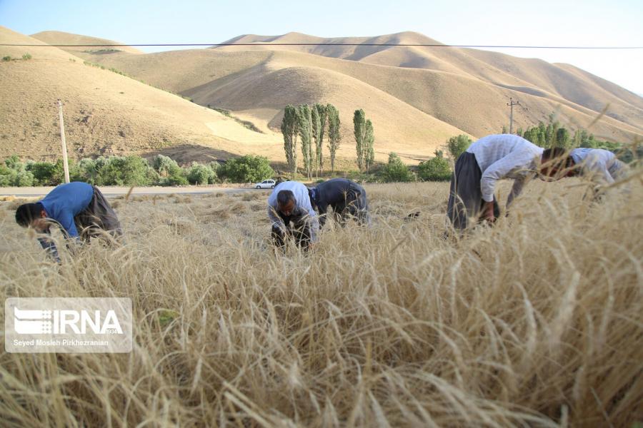 بیش از ۳۵۴ هزار تن گندم مازاد برنیاز کشاورزان در کردستان خریداری شد