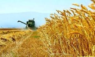 خرید تضمینی بیش از ۲ میلیون تن گندم توسط تعاونی‌های روستایی