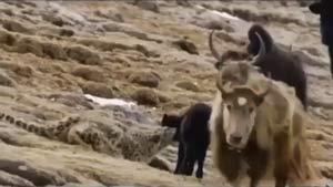 فرار پلنگ برفی از شاخ‌های گاو‌ تبتی پس از ناکامی در شکار + فیلم