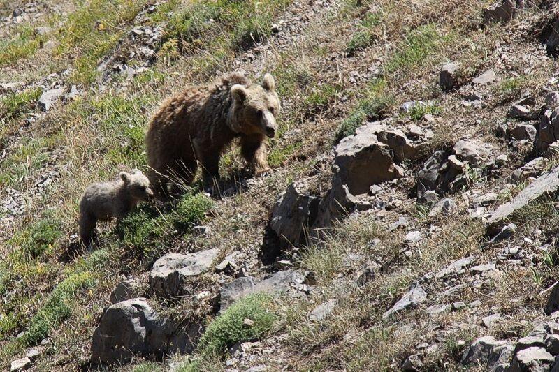 گردشگران به زیستگاه خرس قهوه‌ای سبلان نزدیک نشوند
