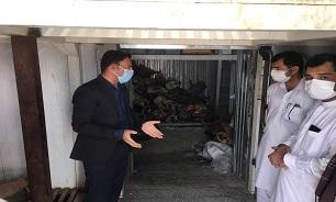 معدوم کردن ۵۰۰ تن ماهی حلوای فاسد در شهرستان سیب و سوران استان سیستان و بلوچستان