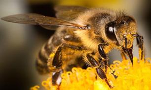 واکنش انستیتو پاستور ایران به تاثیر نیش زنبور در درمان کرونا