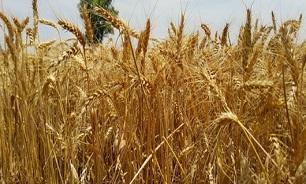 مقابله جدی با قاچاق گندم در استان هرمزگان/ لزوم پرداخت به موقع مطالبات کشاورزان و گندم کاران