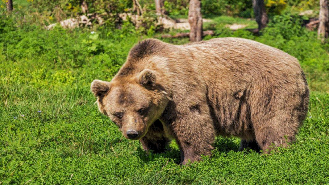 حمله خرس به چوپان ۵۴ ساله لردگانی