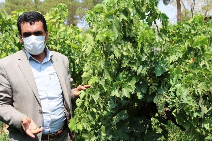 کاهش ۳۵ درصدی محصول انگور در مروست شهرستان خاتم