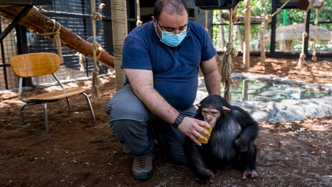 پویش کاربران برای نجات بچه شامپانزه باغ وحش ارم