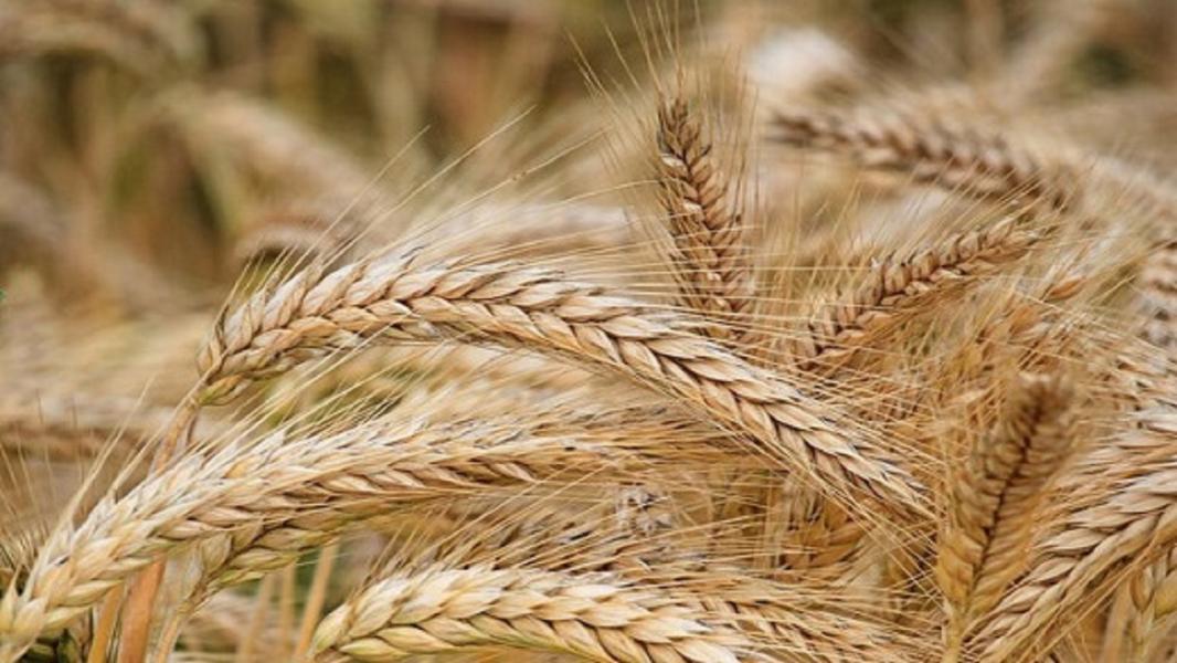 افزایش ۳۰ درصدی تولید گندم با اجرای طرح ملی گندم بنیان