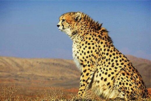 انتقاد از عملکرد سازمان حفاظت محیط زیست در خصوص حفاظت و زادآوری یوزپلنگ