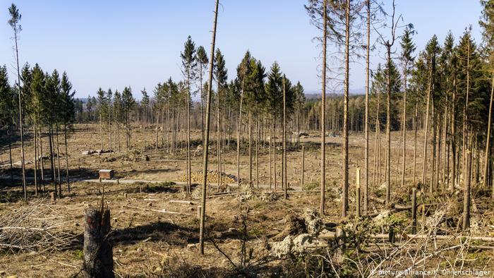 برنامه سبزهای آلمان برای حفاظت از جنگل‌ها
