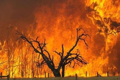 آتش‌سوزی‌های بی‌سابقه جنگل‌های آمازون در یک دهه گذشته