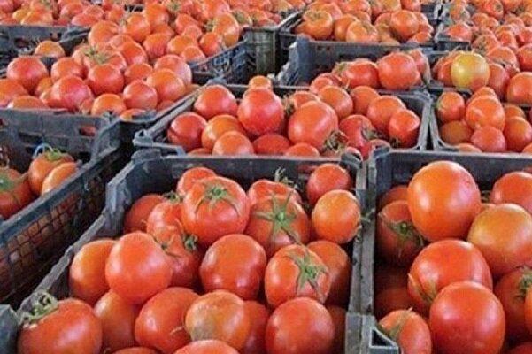 ۶.۳ میلیون تن گوجه فرنگی امسال در کشور تولید شد