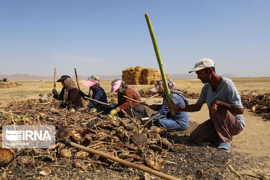 رییس جهاد کشاورزی خراسان شمالی: بیمه اجتماعی روستاییان باید گسترش یابد