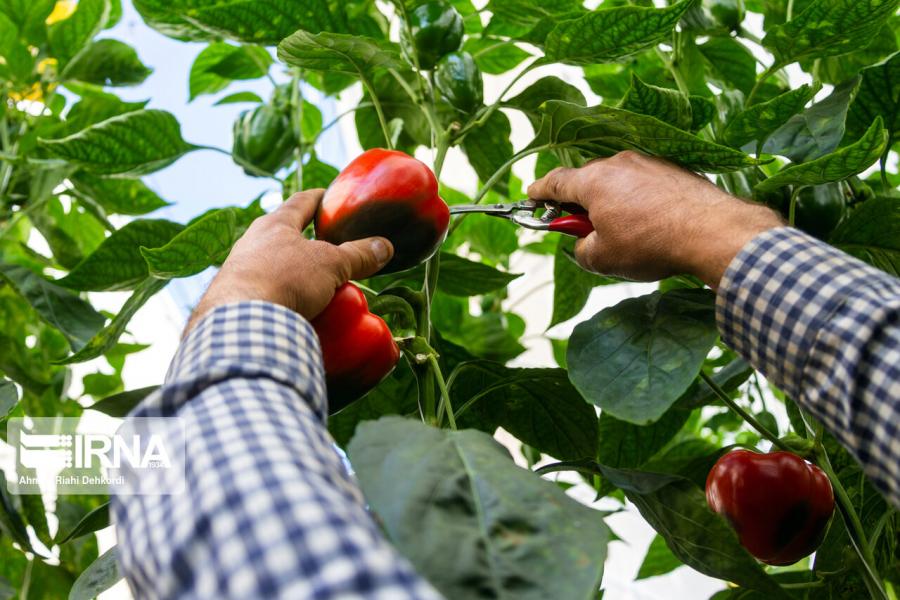 ۱۸ برند محصولات کشاورزی در جنوب کرمان ثبت شد