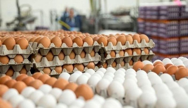 نوسان قیمت تخم‌ مرغ مانند دلار شده است / در نبود تدبیر، واردکننده تخم مرغ می‌شویم؟!