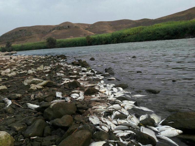  صد ها قطعه ماهی با شوک الکتریکی توسط صیادان غیرمجاز در مهاباد تلف شدند
