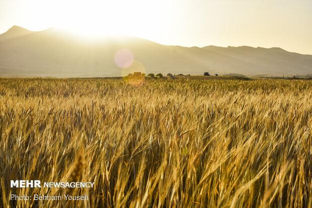 ۸ میلیون تن گندم خریدیم/ پرداخت ۲۰ هزار میلیارد تومان به کشاورزان