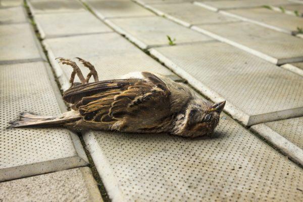 عصر انقراض: مرگ انبوه پرندگان مهاجر در ایالات متحده