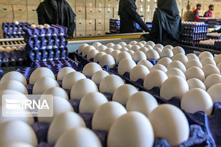 معاون استاندار: متخلفان بازار تخم‌مرغ در همدان مجازات می‌شوند