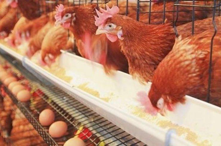 افزایش قیمت مرغ، کاهش نرخ تخم مرغ