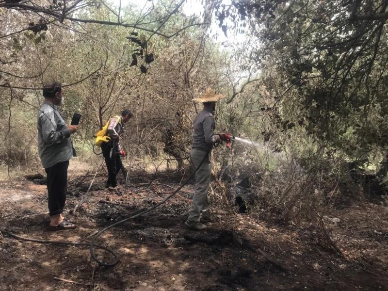 ۱۰۰ اصله درخت بدلیل سرایت آتش به پارک ملی دز دچار خسارت شدند