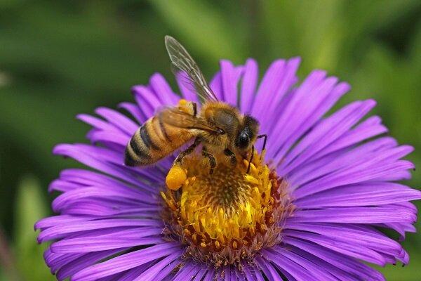 کشف ماده ای در زهر زنبور عسل که خاصیت آنتی بیوتیکی دارد