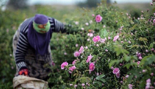 کشت گل محمدی در ۱۲هکتار از اراضی چالدران